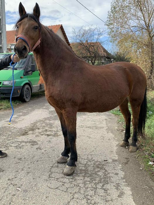 De vânzare o iapa eleganta !