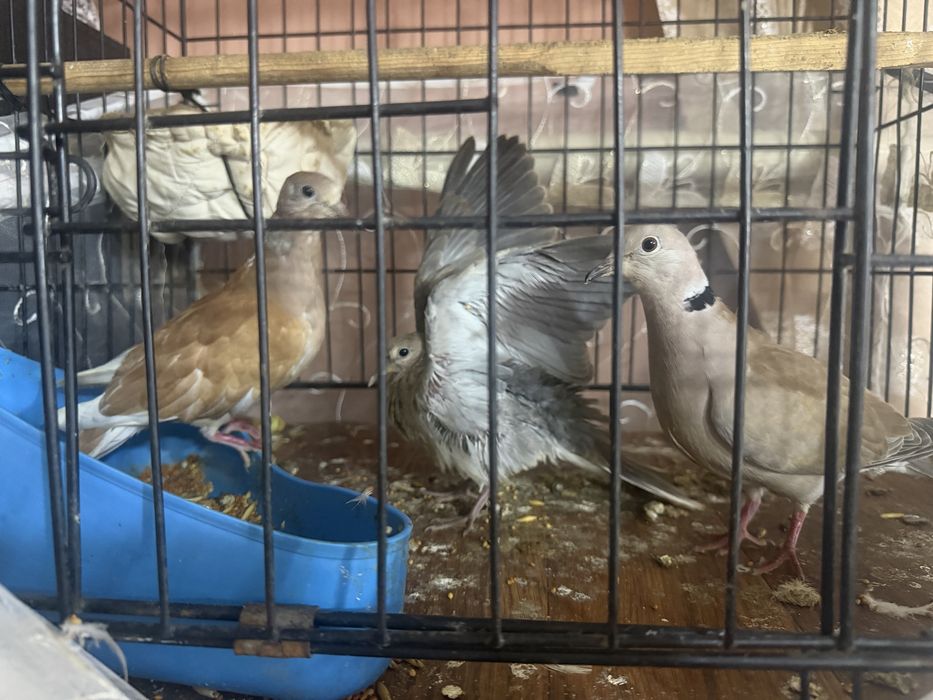 Продам кольчатых Горлиц
