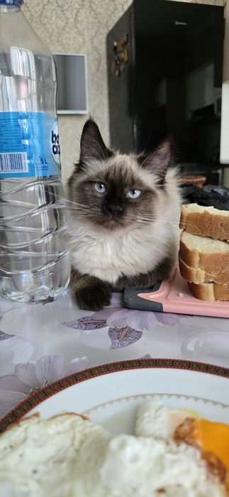 Сиамская кошка, 1 год, не стерилизована