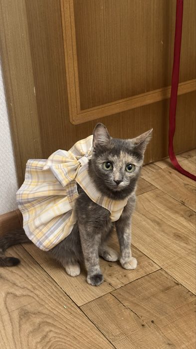 Котенок девочка срочно ищет дом!