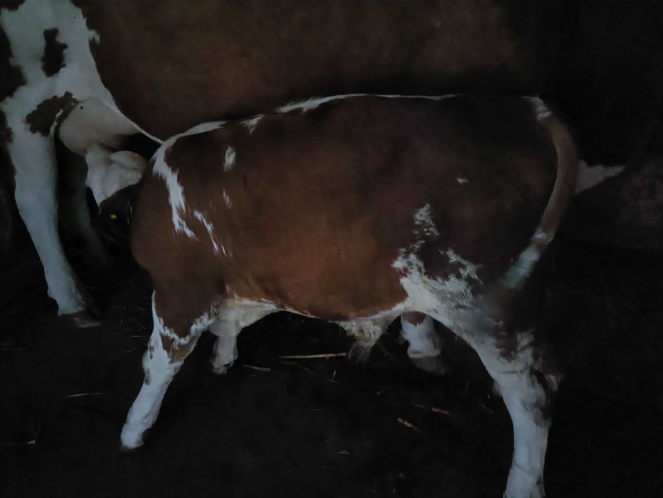Vând viței bălțată românească!!!