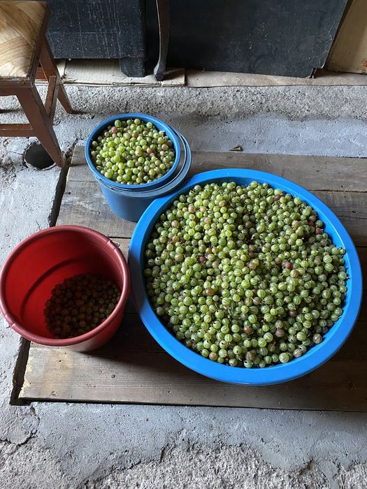 Продам крыжовник домашний, 1 л 1200 тг.