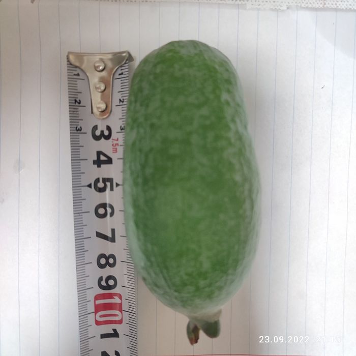 Фейхоа - комнатные плодовые экзоты