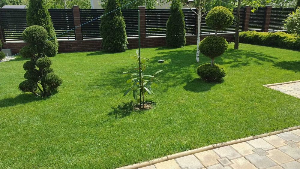 Ienuperi, tuia si plante decorative ornamentale de vanzare