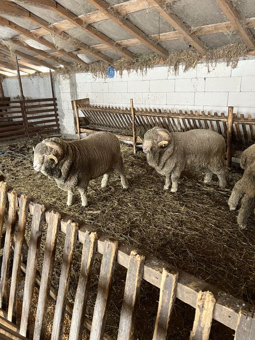 Vand  2 berbeci merinos miori
