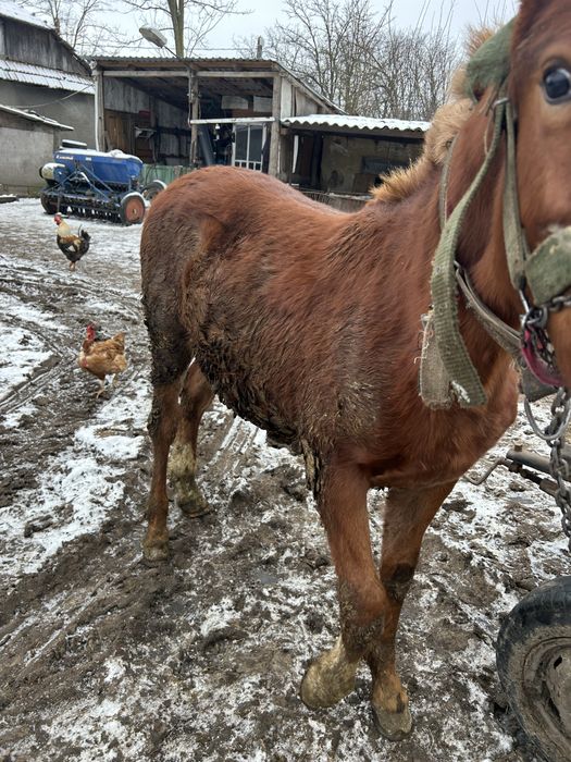 Mânz de 8 luni bland