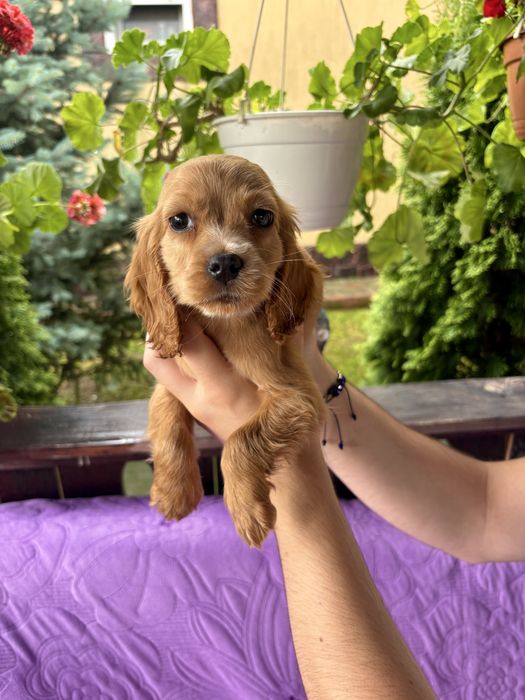 Cocker Spaniel băiat