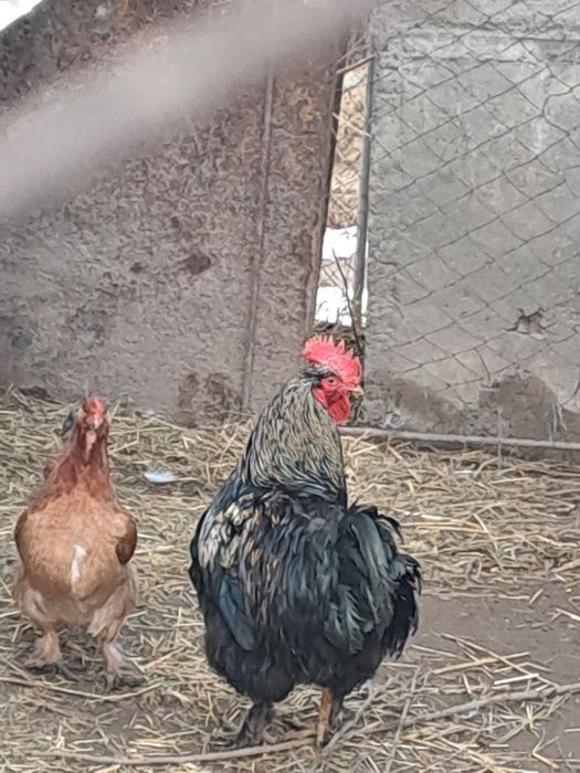 Джерсийский гигант петухи