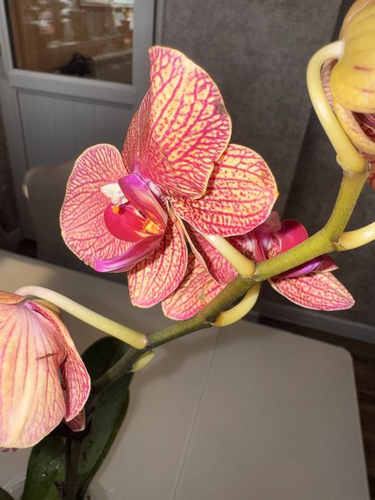 Орхидеи  9 сортов