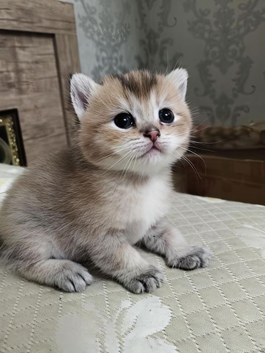 Вислоухи и страйт котята, один шиншилла