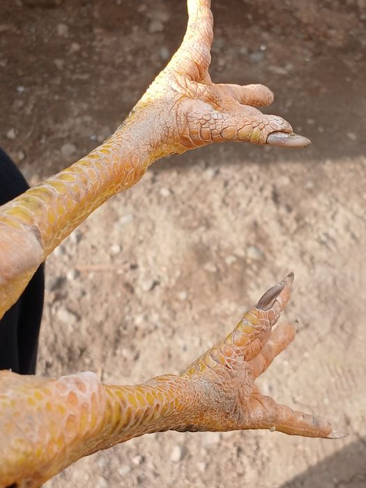 dakan sotiladi jõja