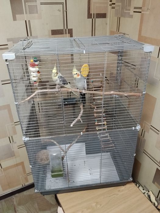 Две особи попугая Корела