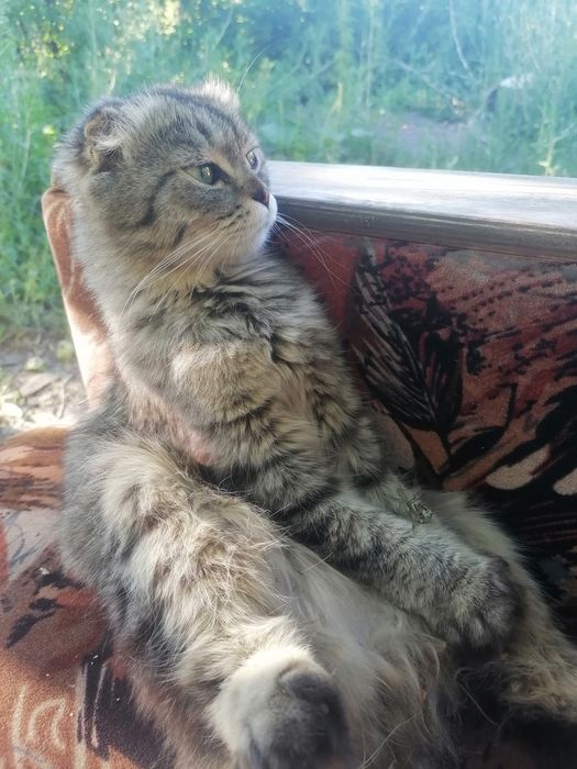 Отдам кота в хорошие руки