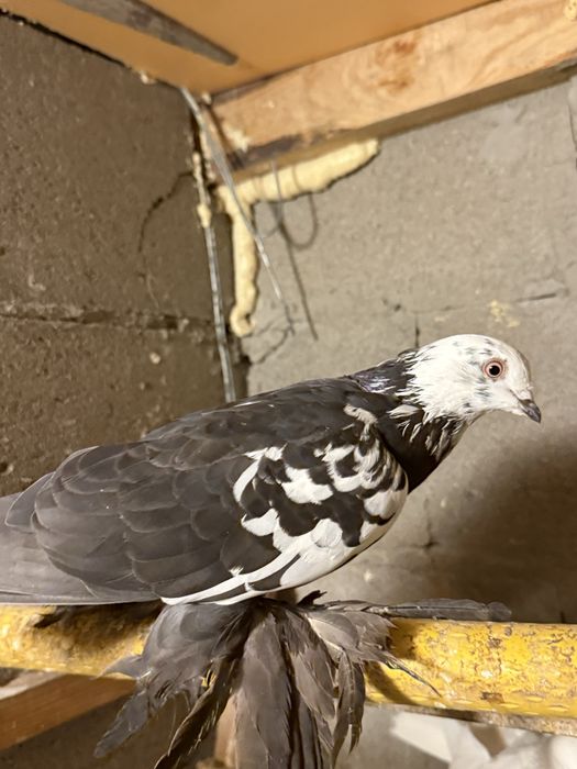 Голуби игровых кровей