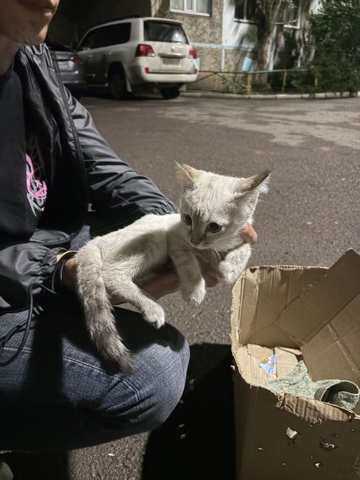 Котенок девочка в добрые руки