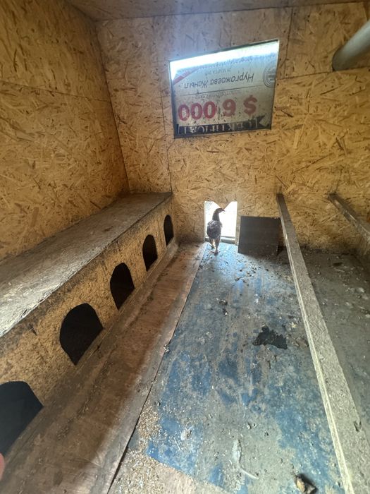 Курятник с курами