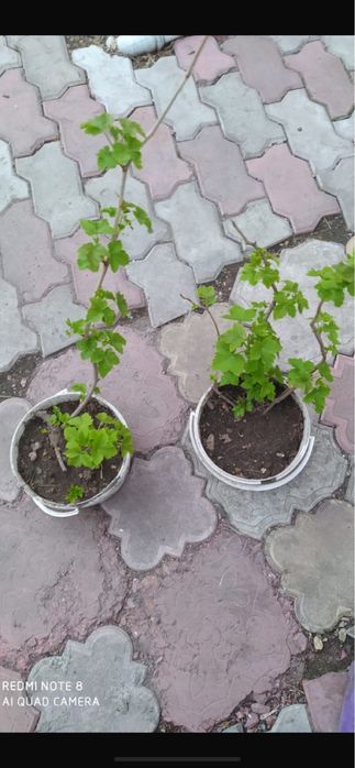 Продам саженцы черной крупной смородины