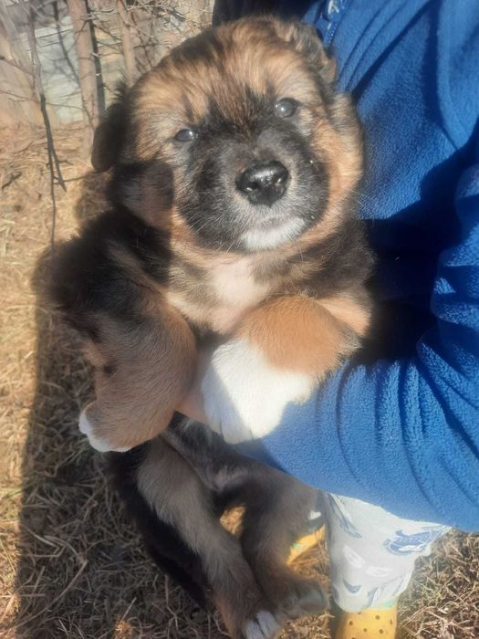 Щенок - мальчик 1,5 месяца пушистый, красивый, ласковый