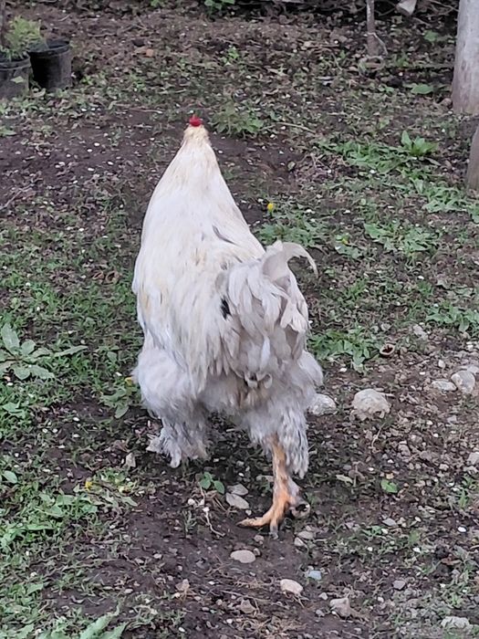 Продам петуха брама