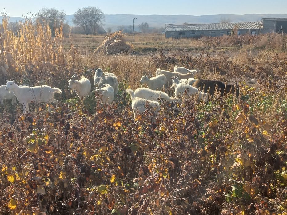 Буаз ешкілер лақтар сатылады