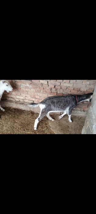 Сүтті ешкілер сатылады