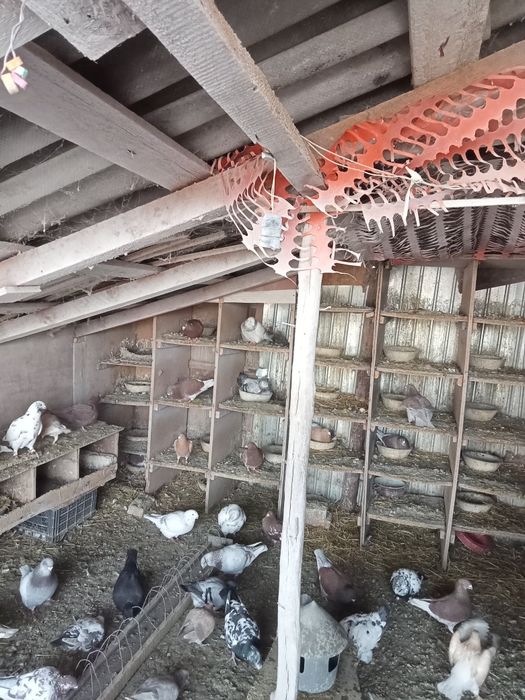 Vând porumbei de frumusete