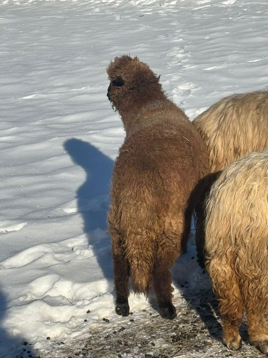 Se vând doua oi tinere