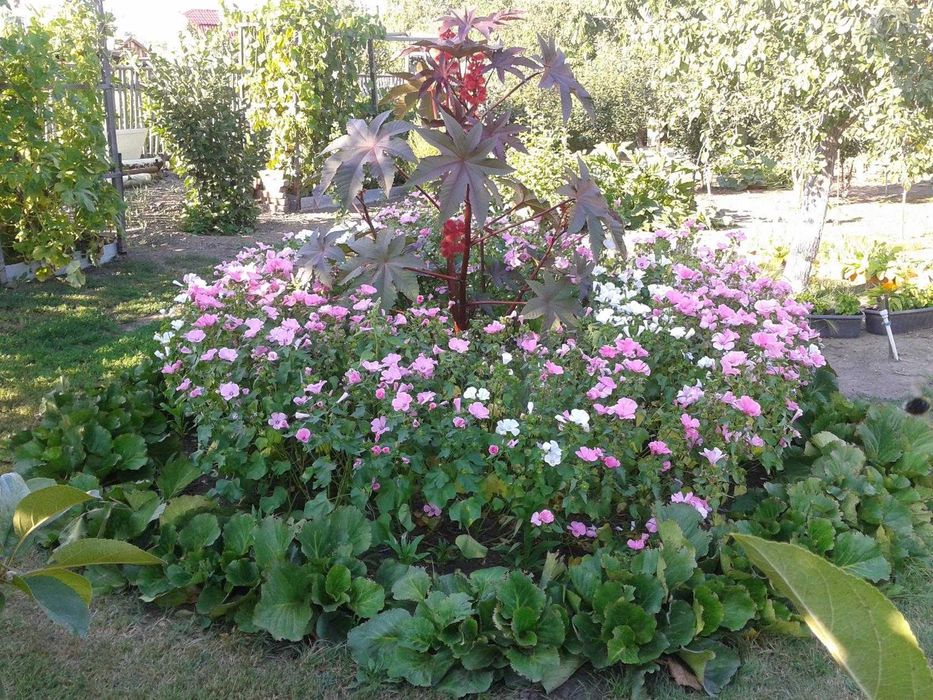 Продам бадан вечнозелёный.