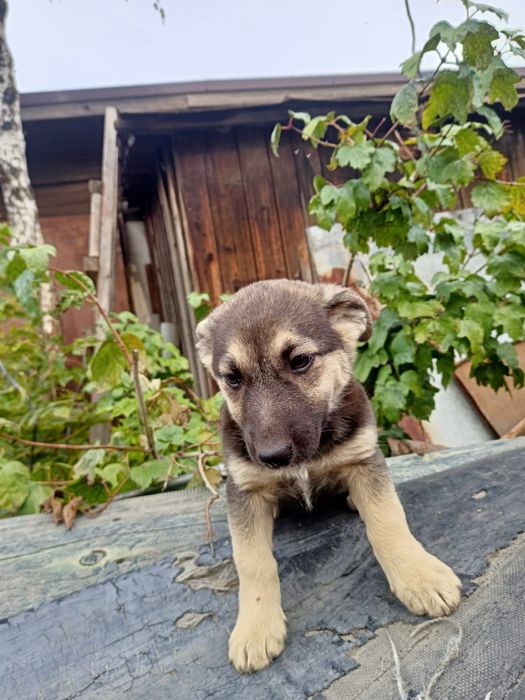 Отдам щенка в добрые руки. Девочка