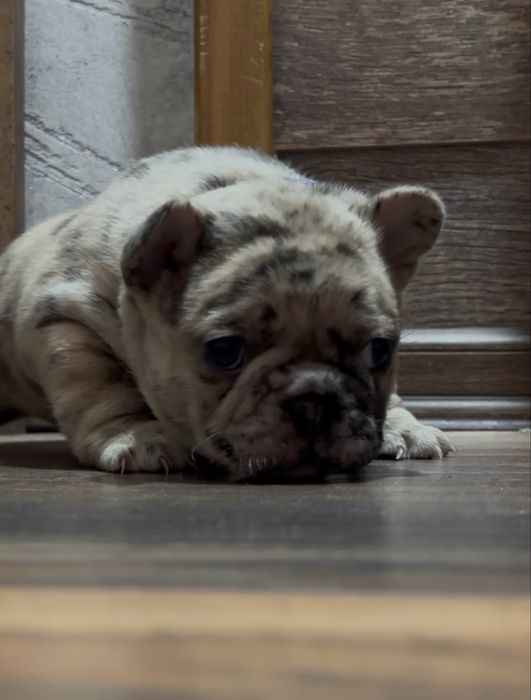 Френски булдог , марле .