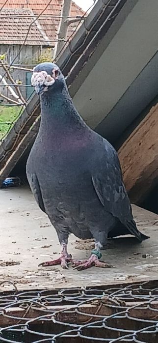 Pereche porumbei stil vechi