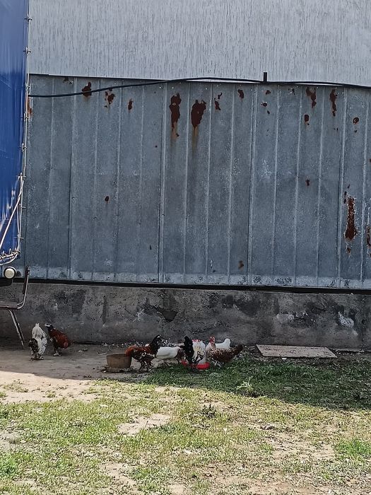 Продам карликовых петушков и курочек!