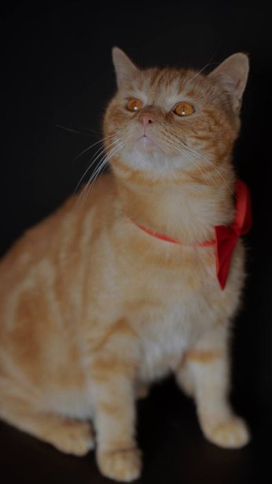 Кошки в добрые руки