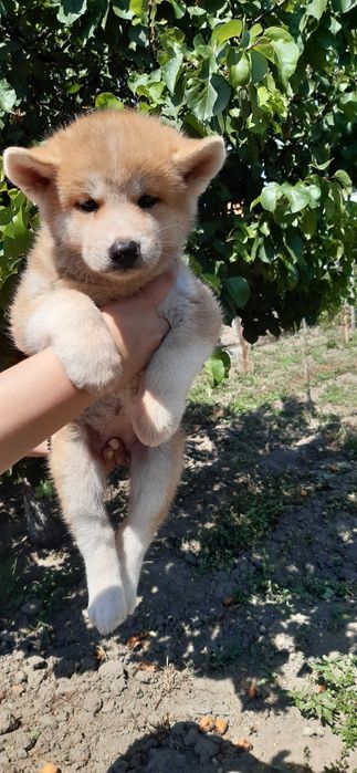 Продавам кученце акита ину