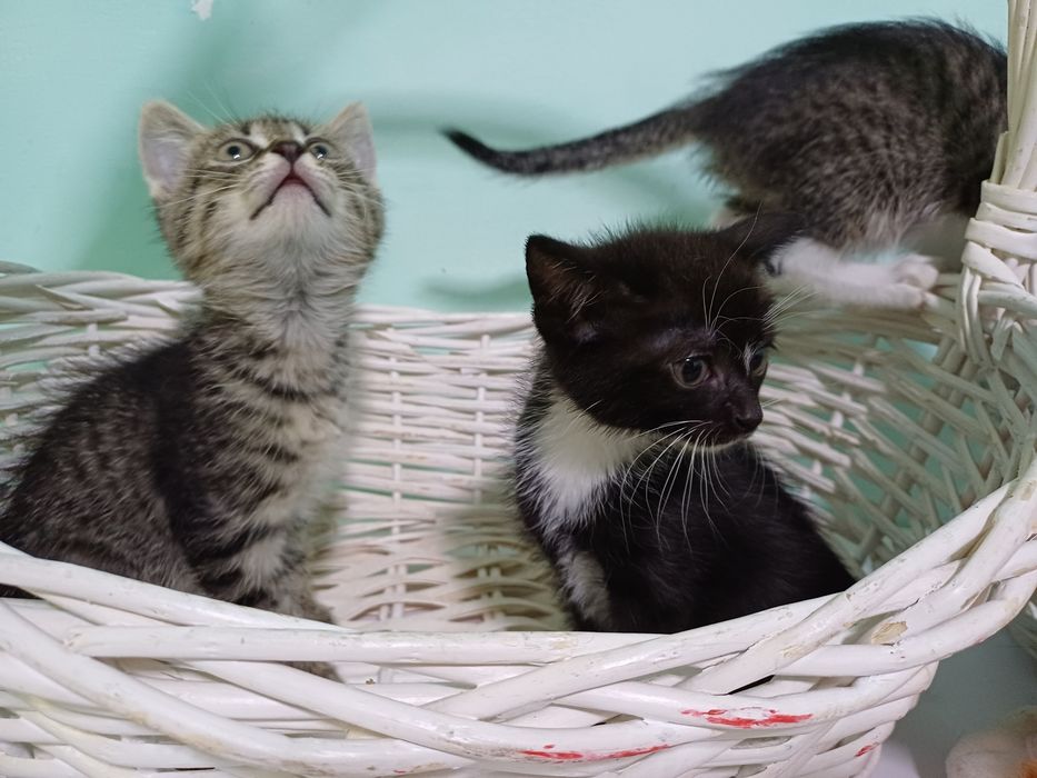 Маленькие котята - счастье в дом