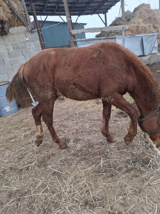 Продам жеребец дончак