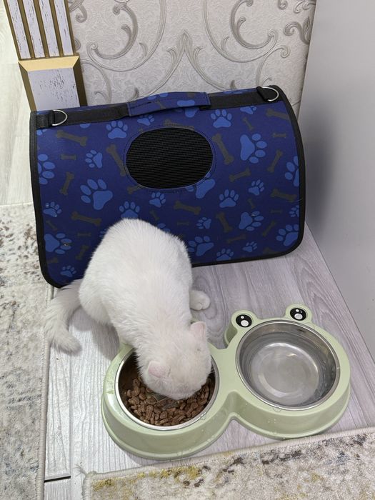 шотландский скоттиш-фолд