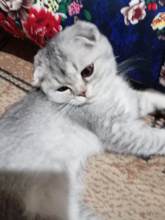 Премиум-класс» шиншила чиста кровные катят продаётся