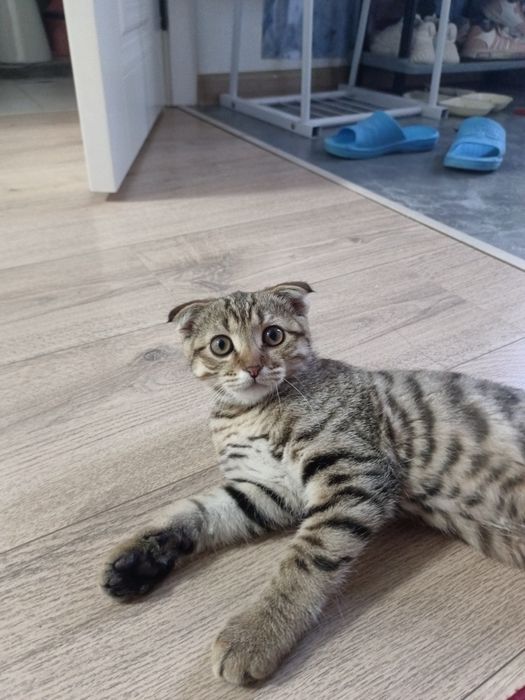 Продаётся кот маленький