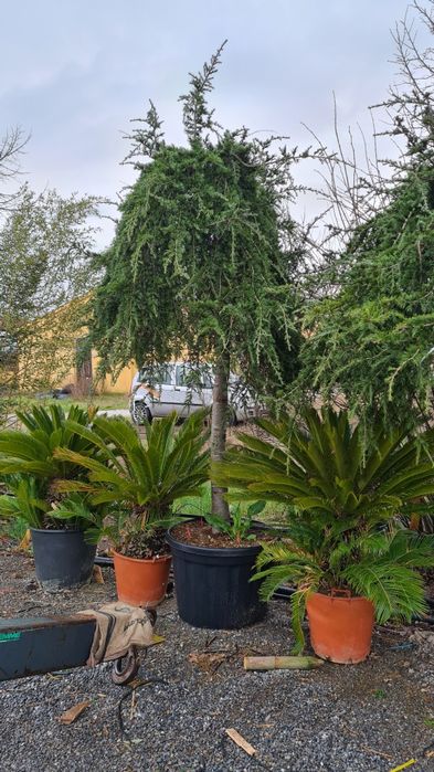 Cedru pendular fhotinia