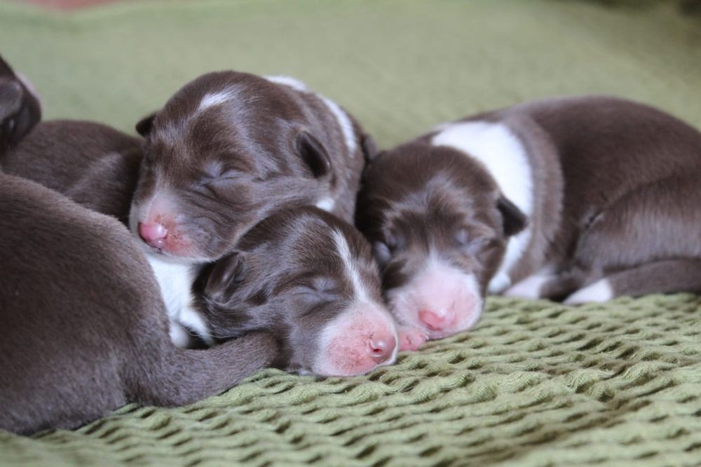 щенки бордер колли