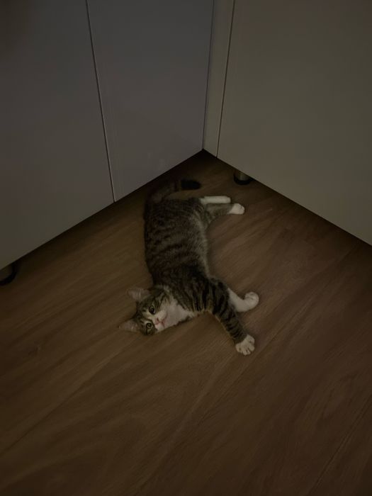 Отдам котенка в добрые руки