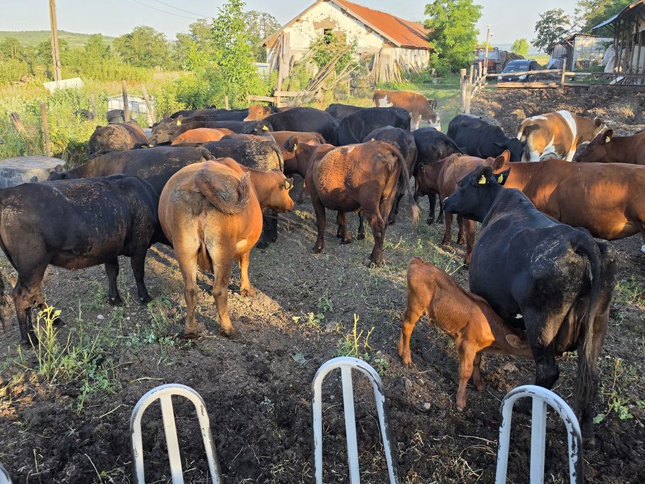 Vaci si juninci angus