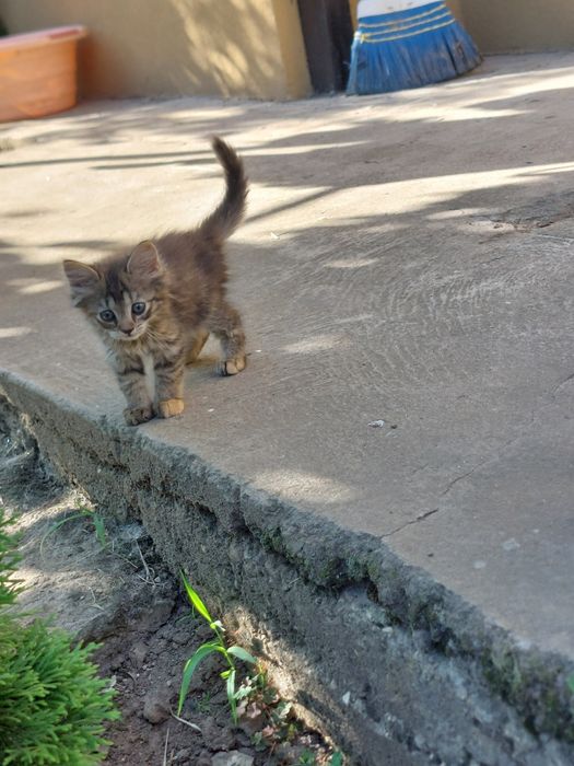 Подаряваме  котенца