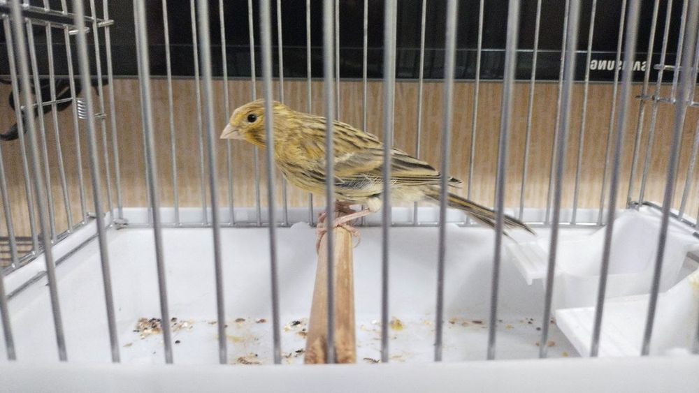 Канарейка сотилади