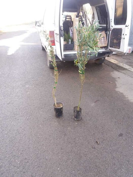 Маслина- налични 2 сорта