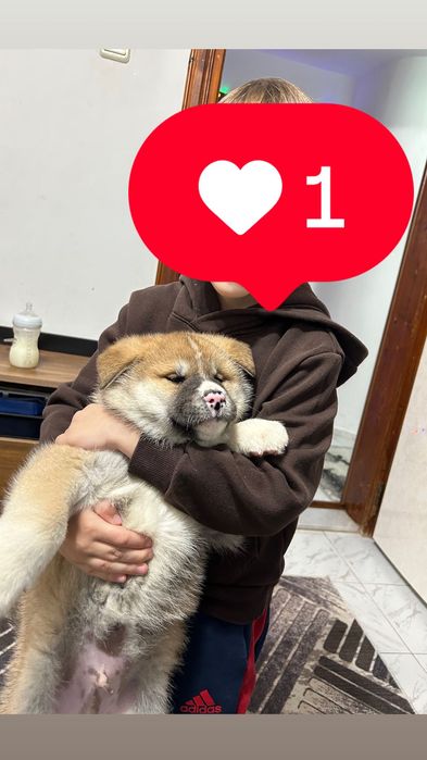 Мъжко кученце Акита ину