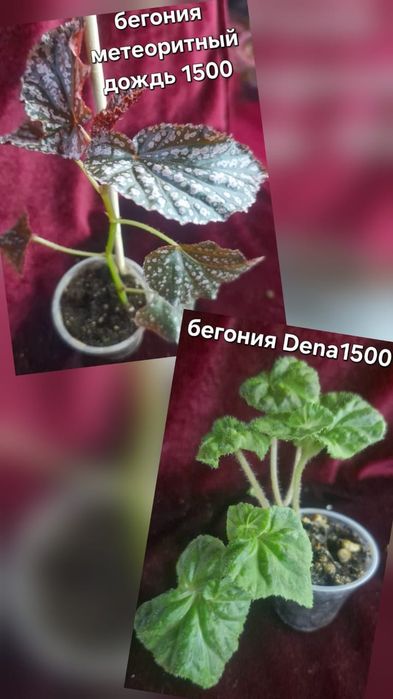 Разные домашние цветы