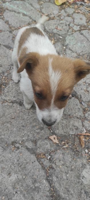 Отдам в хорошие руки