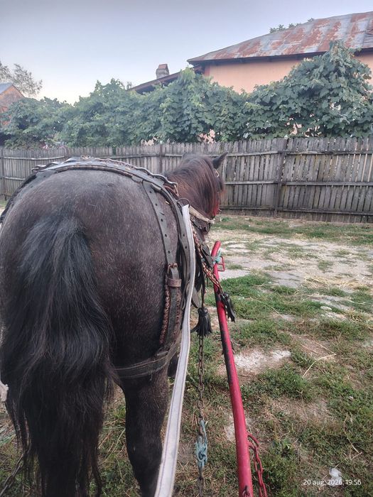 Vând/schimb poneița foarte cuminte.